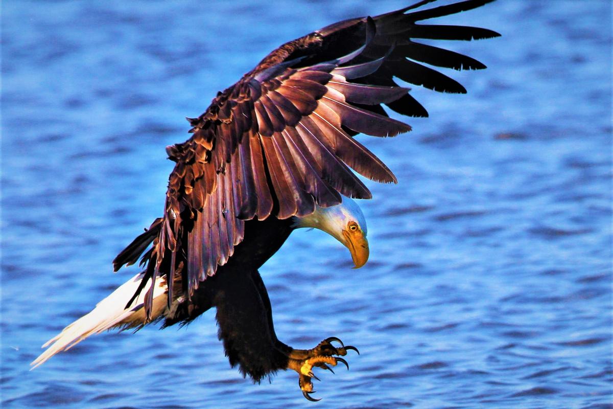 Bald eagle at Kaw Lake during winter Eagle Watch