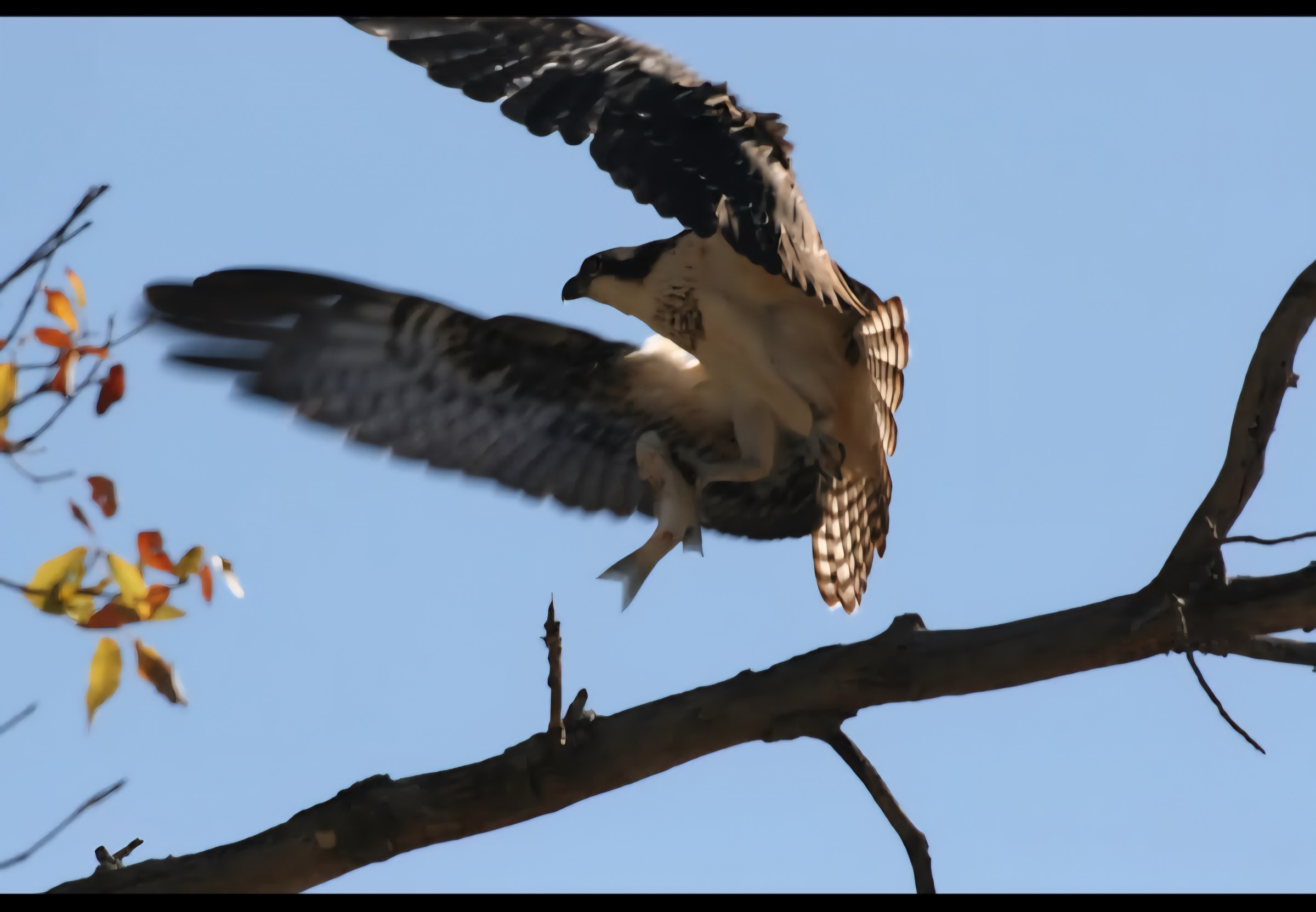 Osprey carrying a fish at Kaw Lake